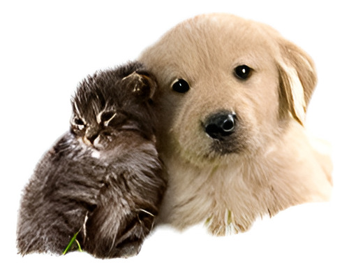 Grey Baby Cat Gold Dog Golden Puppy Cuddle Cerrar Juntos Lov