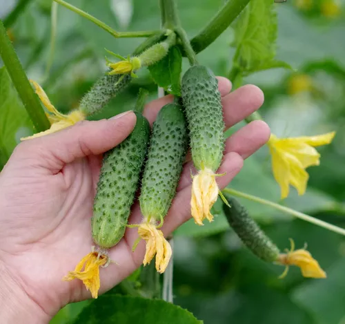 Seeds4planting - Semillas De Pepino A La Ede Un Veci.
