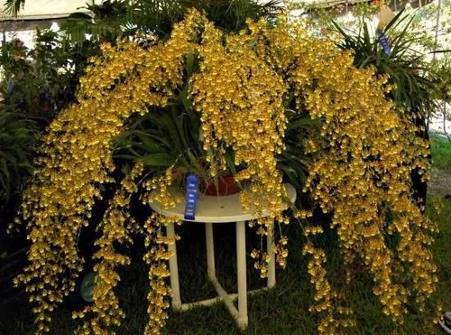 Orquídea Oncidium Sphacelatum Adulta à venda em Belo Horizonte Minas Gerais  por apenas R$ 80.00 - OCompra.com Brasil