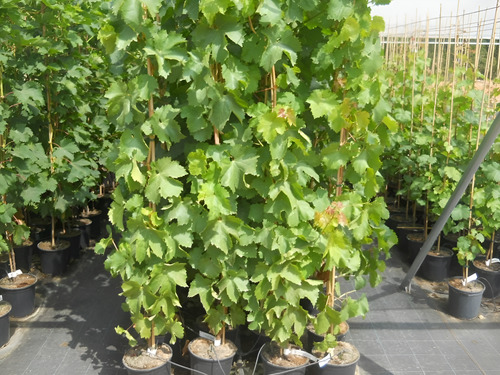 Paq Planta Uva Red Globe Y Uva Thompson Parras Mercadoenvíos