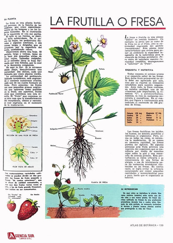 Atlas De Botánica