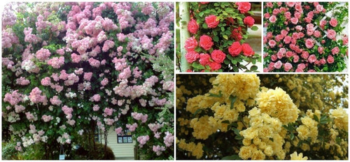 Imagen 8 de 9 de Rosa Trepadora, Rosal Perfumado 15lts
