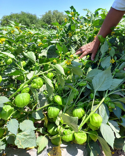 Semilla De Tomatillo Verde Siqueiros F1 Peletizada 25 Millar