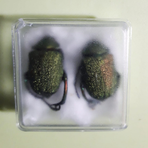 Antiguedad Escarabajo Disecado Verde Coleoptero P/ Estudio