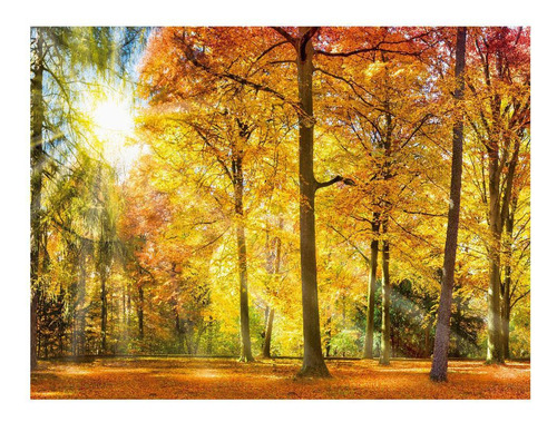 Fundo Fotográfico Cenário Floresta Outono Em Tecido 2,20m