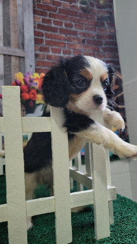 Cavalier King Charles Spaniel 