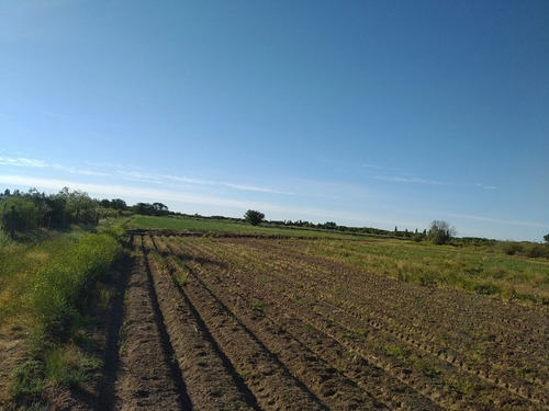Campo 96ha, Luis Beltrán, Río Negro, Patagonia, Costa De Río.