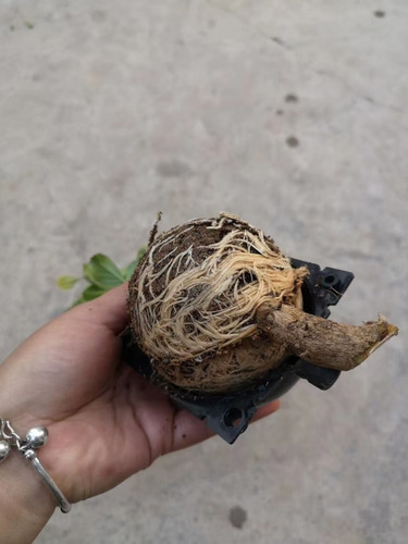 Imagen 4 de 10 de 5 X Dispositivos P/enraizamiento De Plantas Reutilizable 8cm