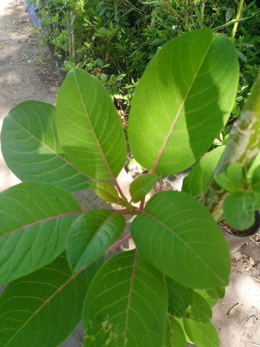 Phytolacca Dioica, Ombú , Bellasombra 10lts