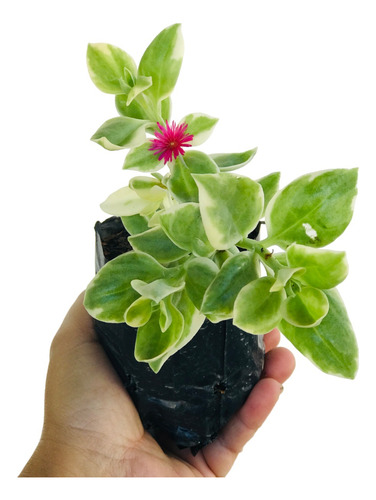 Kit 15 Mudas De Rosinha De Sol Variegata - Aptenia