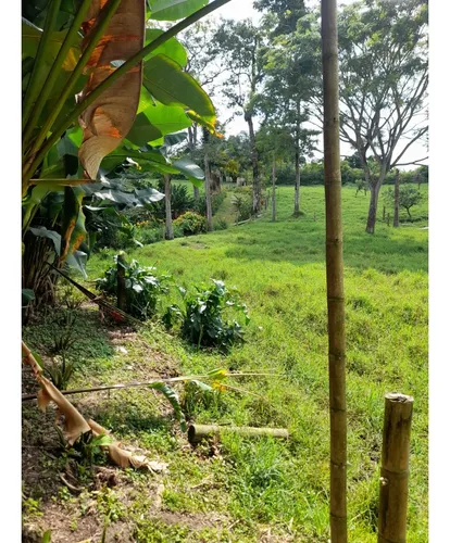 Venta Finca Sector La Pola - 7 Cuadras