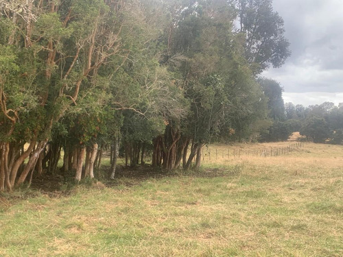 Campo En Ticahue - 57 Ha Ganadero