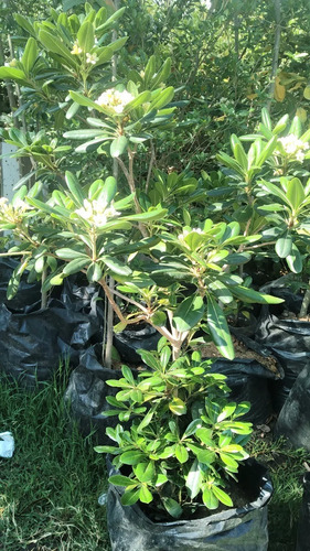 Pittosporum Ideal Cercos