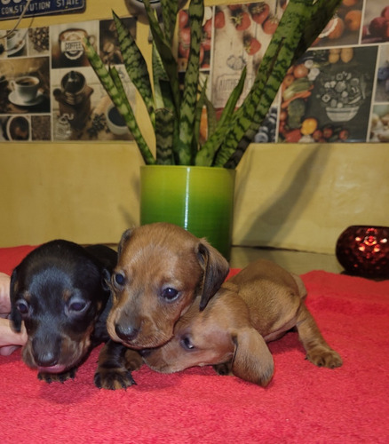 Cachorro Salchicha Kaninchen Macho.2 Vacunas .fca Bellos!!