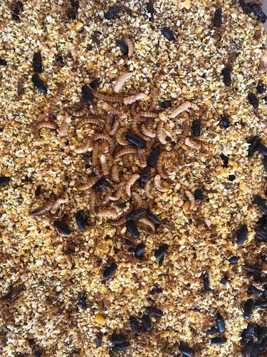 Imagem 2 de 3 de 200 Larvas Vivas De Tenébrio Molitor
