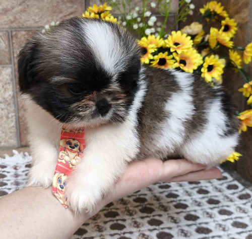 Shih Tzu 