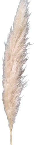 Vara De Pampa Grass X5u - Mimbreria Lascala Beige