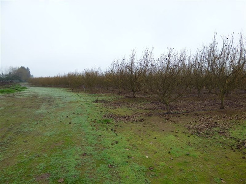Imagen 5 de 12 de Agrícola En Venta En Pelarco