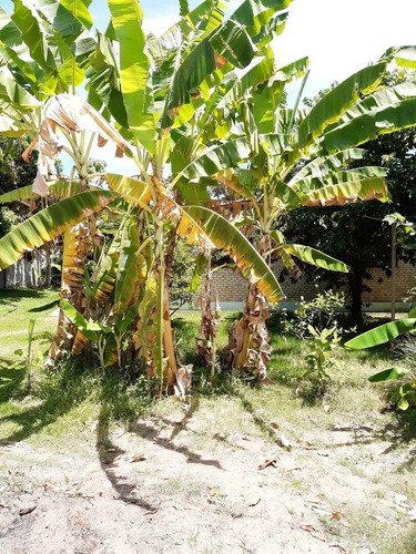 Imagem 16 de 25 de Casa A Venda Sibauma