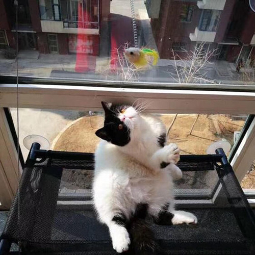 Mascota Gato Ventana Percha Ventosa Tomando El Sol 48cmx38cm