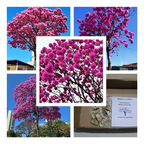 100 Sementes De Ipê Roxo Bola (tabebuia Impetiginosa)