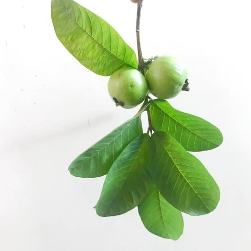 Guayacan Rosado