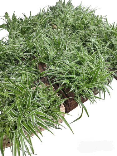 Promo Pack 5 Plantas Lazo De Amor Variegada / Verde - M12