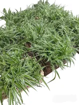 Comprar Promo Pack 15 Plantas Jardines Verticales \u002F Cubresuelos -m12