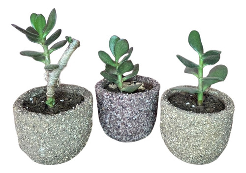 3 Plantas Jade - Abundancia Y Prosperidad - Maceta Gravilla