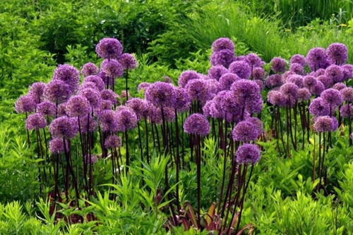 20 Sementes De Allium Giganteum Flor Alho Gigante P/  Mudas