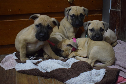 Imagen 2 de 8 de American Pit Bull Terrier ( Camada )