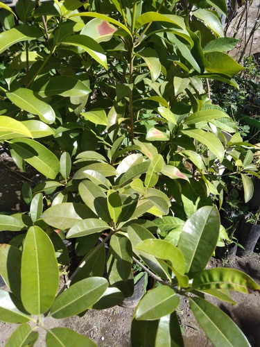 Planta De Chicozapote