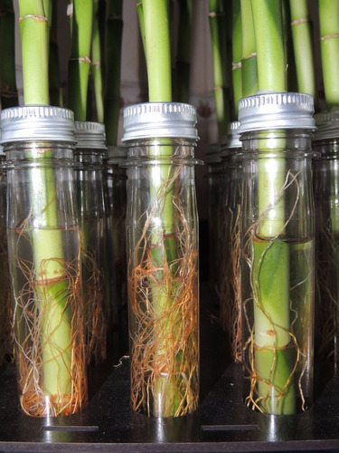 Imagen 6 de 9 de Lucky Bamboo Bambu De La Suerte Espiral 50 Cm Solo Vara X10