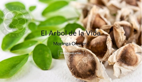 Semillas Moringa Oleifera - Arbol De La Vida X 100 U.