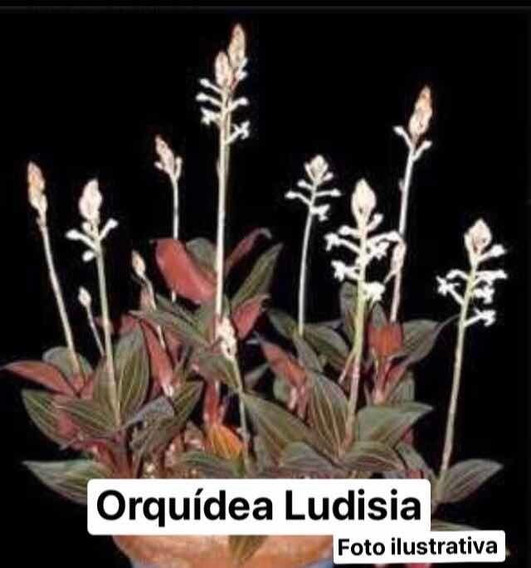 Orquidea Ludisia | MercadoLivre 📦