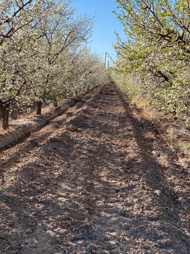 Finca 12,hectáreas,6hs Ciruela,5 Durazno De Fabrica