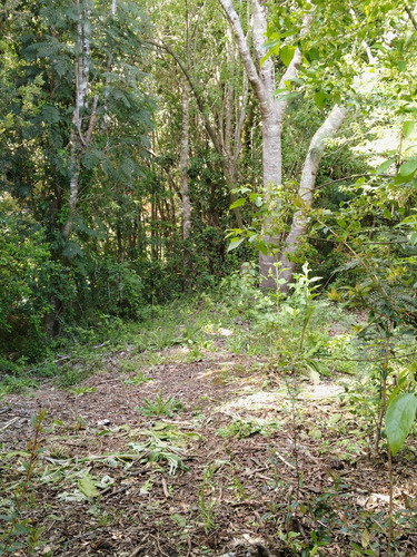 Increíble Parcela Con Bosque Nativo En Chabelita Valdivia