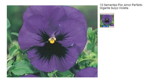 10 Sementes Flor Amor Perfeito Gigante Suíço Violeta