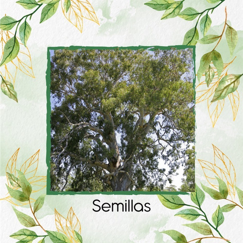 2.000 Semillas De Árbol Eucalipto Camaldulensis