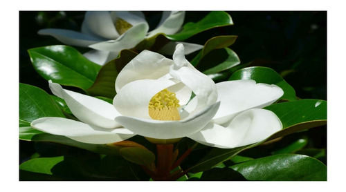 Arbol De Magnolia Grandiflora Con Envio