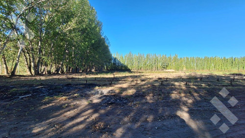 En Venta Chacra De 65 Has, Isla Adelina, Centenario Neuquén.