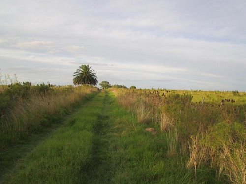 Imagen 5 de 18 de Campo Pegado A Tala, 22 Hás