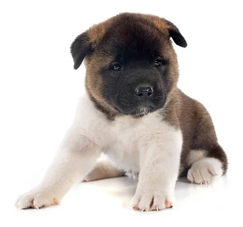 comprar Cachorro Akita Americano Perrito Cachorrito Akita Disponible
