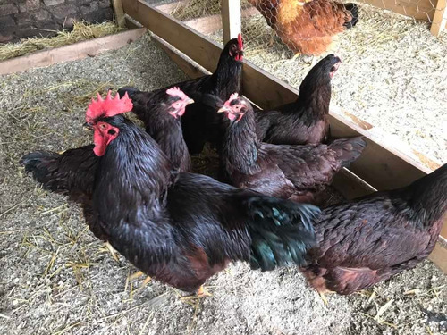 Huevos Fértiles De Rhode Island Red