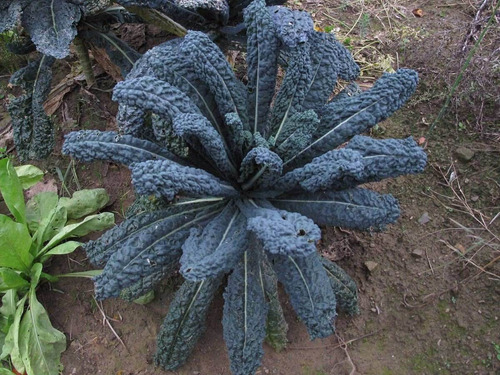Couve Nero Di Toscana Laciniato Kale 60 Sementes Para Mudas