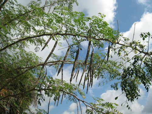 1/2 Kilo De Hoja Pura De Moringa Oleifera Codigo 885-b