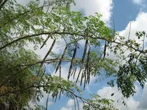 Comprar 50 Semillas De Moringa Oleifera  Moringa Arbol De La Vida