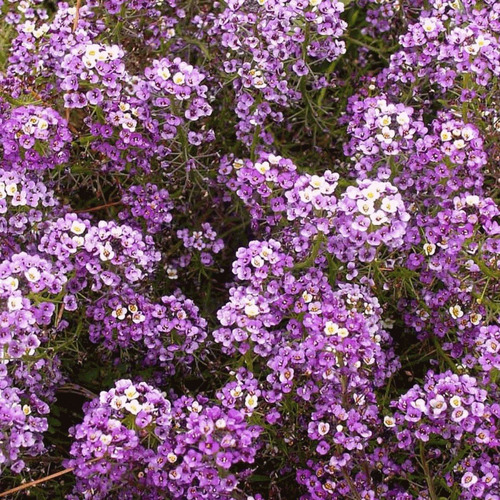 50 Semillas De Aliso De Mar Carpeta Real Lobularia Maritima