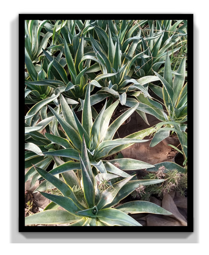 Agave Variegado O Disciplinado 