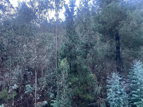 Terreno En San Ramón-constitución